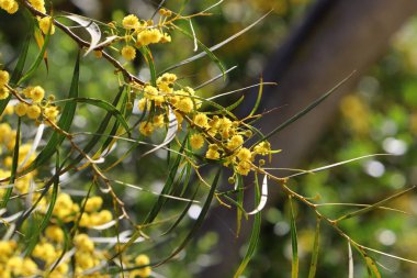 Mimoza ağacı hoş kokulu sarı çiçeklerle çiçek açar.. 