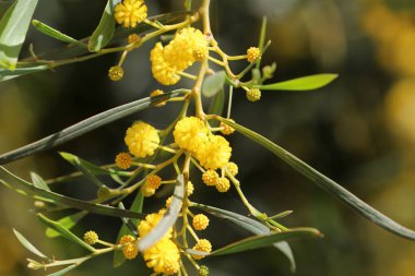 Mimoza ağacı hoş kokulu sarı çiçeklerle çiçek açar.. 