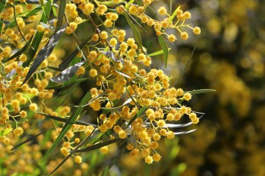 Mimoza ağacı hoş kokulu sarı çiçeklerle çiçek açar.. 