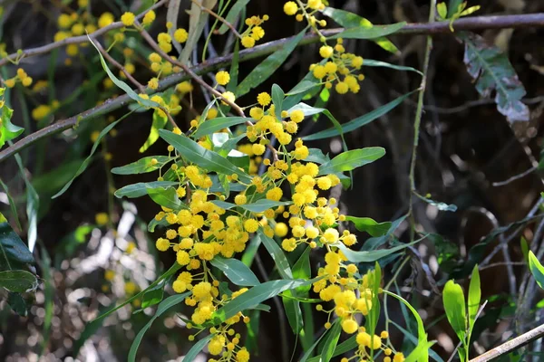 Mimosa Tree Blooms Bunches Fragrant Delicate Yellow Flowers — Stock Photo, Image