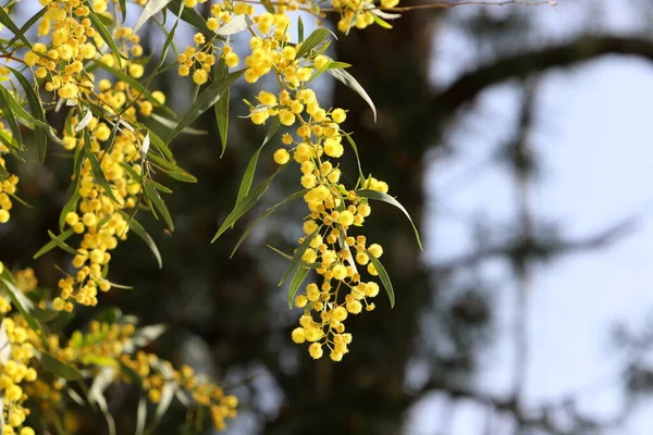 Árvore Mimosa Floresce Com Cachos Delicadas Flores Amarelas Perfumadas — Fotografia de Stock