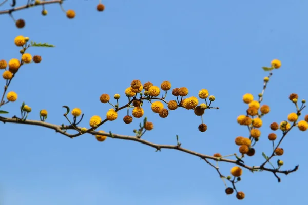 미모사 나무는 노란색 꽃들로 — 스톡 사진