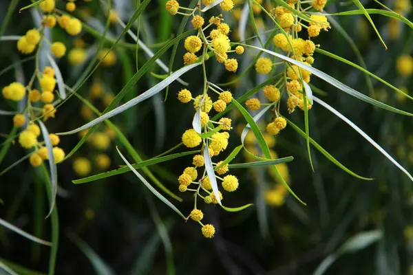 Árvore Mimosa Floresce Com Cachos Delicadas Flores Amarelas Perfumadas — Fotografia de Stock