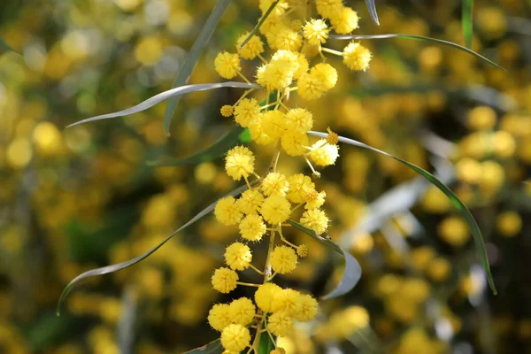 미모사 나무는 노란색 꽃들로 — 스톡 사진