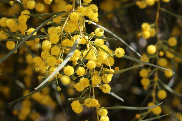 Arbre Mimosa Fleurit Avec Des Grappes Fleurs Jaunes Délicates Parfumées — Photo
