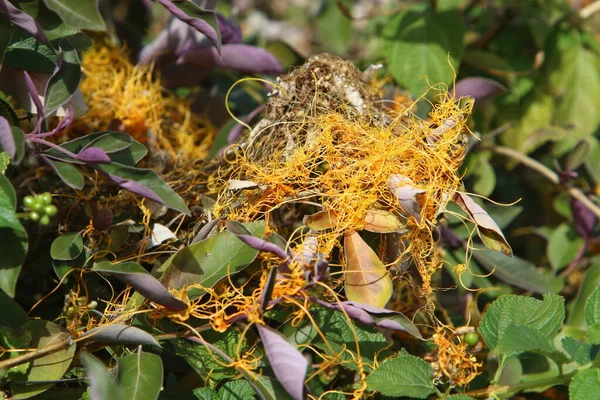 Dodder Yaprakları Kökleri Olmayan Bir Yabani Ottur Doğa Yakın Çekim — Stok fotoğraf