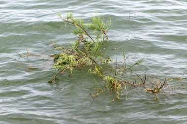 Kinneret Gölü, İsrail 'in kuzeydoğusunda bir tatlı su gölüdür. Celile Denizi 'nde sis. 