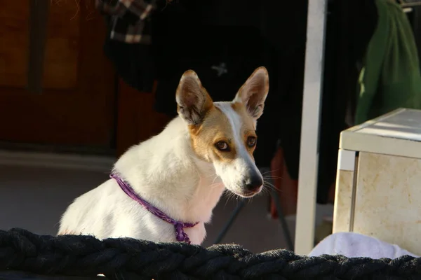 孤独な犬が私設のフェンスの後ろに座っている — ストック写真