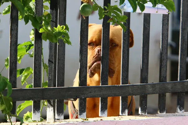 Lonely Dog Sits Fence Private Hous — Stock Photo, Image