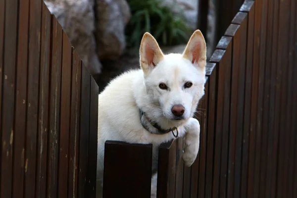 Lonely Dog Sits Fence Private Hous —  Fotos de Stock