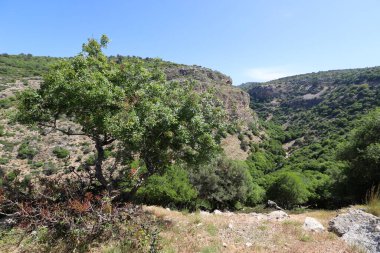 Landscape in the mountains in northern Israel. Spring bloom in the Golan Heights. 