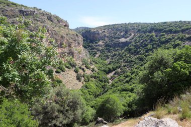 Kuzey İsrail 'deki dağların manzarası. Golan Tepeleri 'nde bahar çiçekleniyor.. 