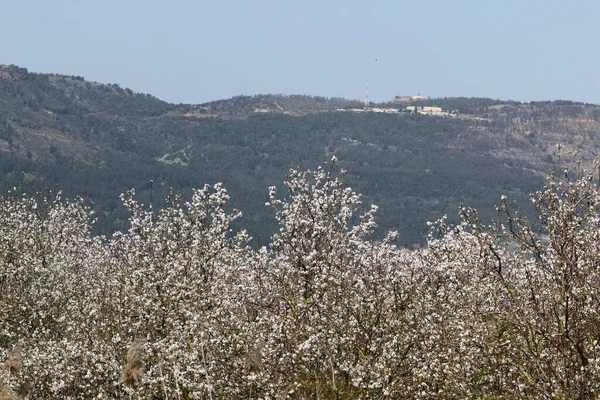 Landscape Mountains Northern Israel Spring Bloom Golan Heights — ストック写真