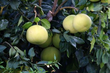 Şehir parkındaki turunçgillerin olgun meyveleri. İsrail 'de zengin limon ve mandalina hasadı. 