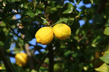 Şehir parkındaki turunçgillerin olgun meyveleri. İsrail 'de zengin limon ve mandalina hasadı. 