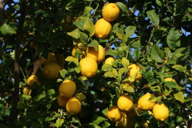Ripe fruits of citrus trees in the city park. Rich harvest of lemons and tangerines in Israel. 