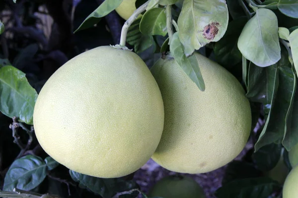 Ripe Fruits Citrus Trees City Park Rich Harvest Lemons Tangerines — Photo