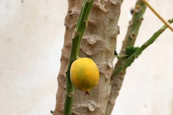 市内公園で柑橘類の木の熟した果物 イスラエルのレモンとみかんの豊富な収穫 — ストック写真