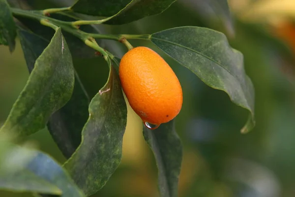 Ripe Fruits Citrus Trees City Park Rich Harvest Lemons Tangerines — стоковое фото