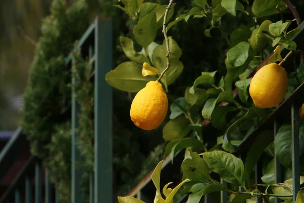 Ripe Fruits Citrus Trees City Park Rich Harvest Lemons Tangerines — Stockfoto