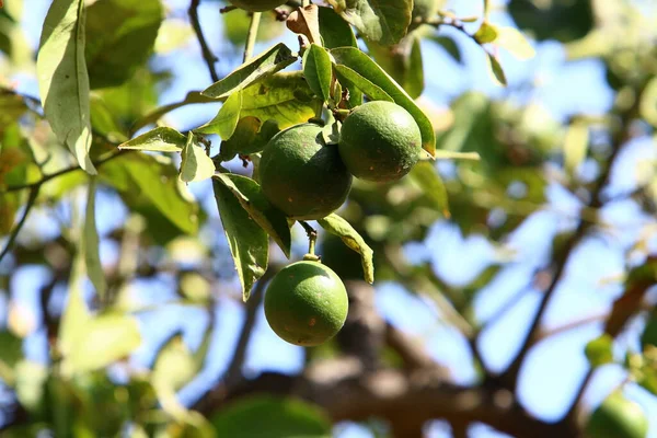 Ripe Fruits Citrus Trees City Park Rich Harvest Lemons Tangerines — стоковое фото