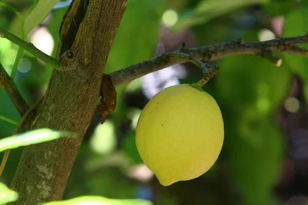 Frutos Maduros Árvores Cítricas Parque Cidade Colheita Rica Limões Tangerinas — Fotografia de Stock