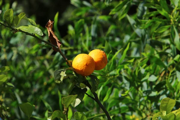 Frutos Maduros Árboles Cítricos Parque Ciudad Rica Cosecha Limones Mandarinas — Foto de Stock