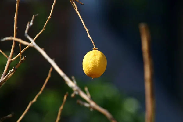 Ripe Fruits Citrus Trees City Park Rich Harvest Lemons Tangerines — Photo