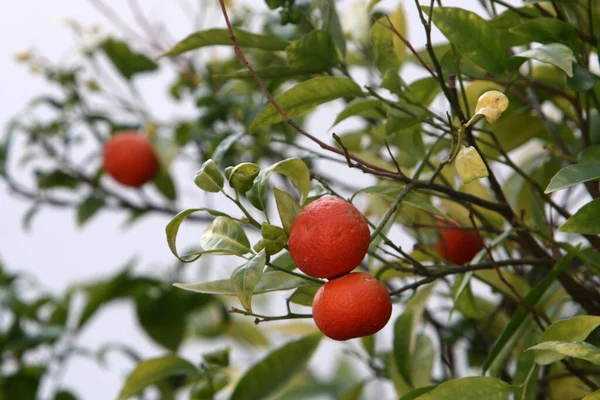 Ripe Fruits Citrus Trees City Park Rich Harvest Lemons Tangerines — Stock Photo, Image