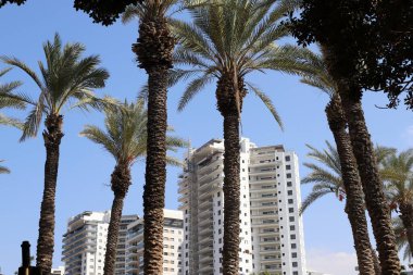 İsrail 'de bir şehir parkında mavi gökyüzüne karşı uzun bir palmiye ağacının tacı. 