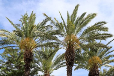 İsrail 'de bir şehir parkında mavi gökyüzüne karşı uzun bir palmiye ağacının tacı. 