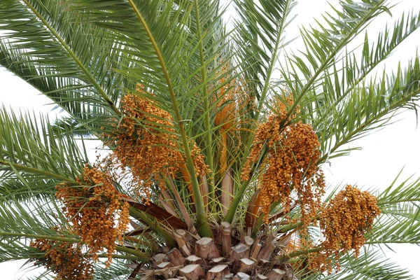 Coroa Uma Palmeira Alta Contra Céu Azul Parque Cidade Israel — Fotografia de Stock