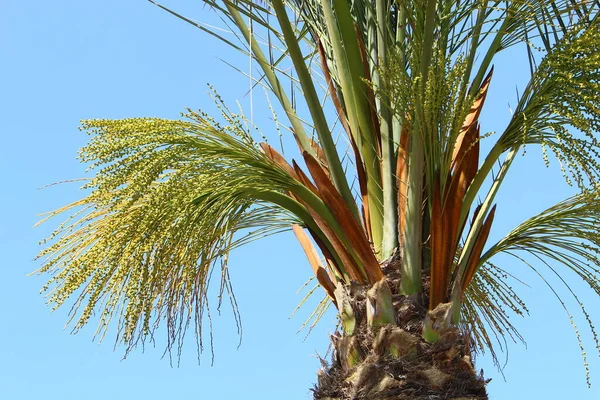 Crown Tall Palm Tree Blue Sky City Park Israel — Stock Fotó
