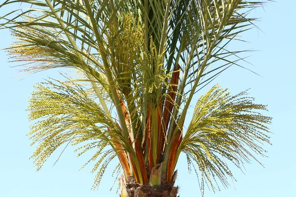 Crown Tall Palm Tree Blue Sky City Park Israel — Photo