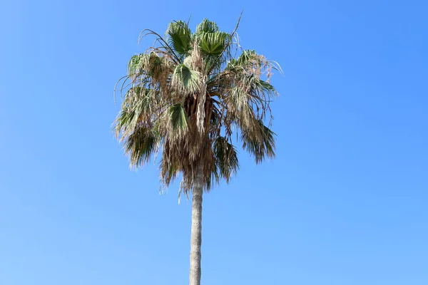 Crown Tall Palm Tree Blue Sky City Park Israel — Stock Photo, Image