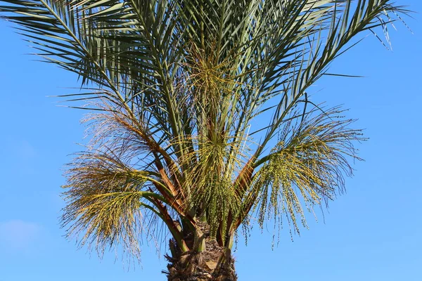 Crown Tall Palm Tree Blue Sky City Park Israel — Zdjęcie stockowe