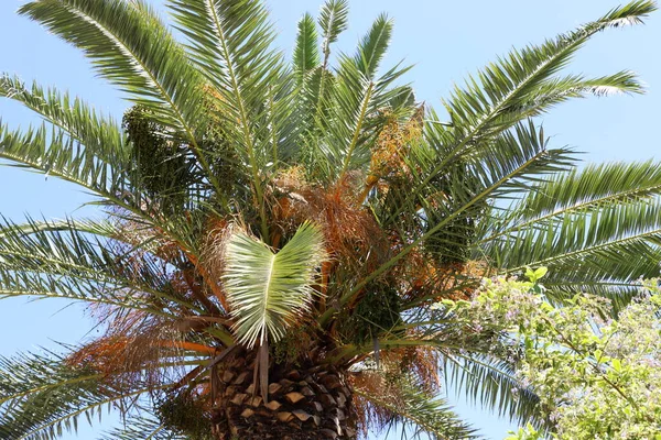 Crown Tall Palm Tree Blue Sky City Park Israel — Fotografia de Stock