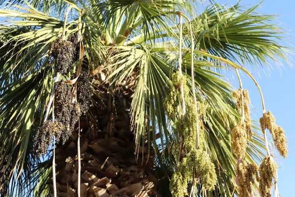 İsrail 'de bir şehir parkında mavi gökyüzüne karşı uzun bir palmiye ağacının tacı. 
