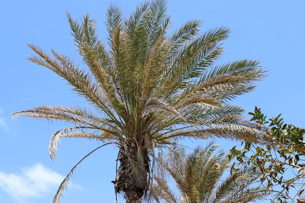 Couronne Grand Palmier Contre Ciel Bleu Dans Parc Urbain Israël — Photo