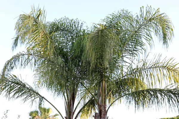 Crown Tall Palm Tree Blue Sky City Park Israel — Photo