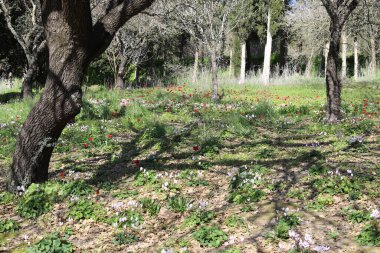 İsrail devletinin kuzeyinde yoğun bir orman. İsrail 'de Doğa ve Çevre. 