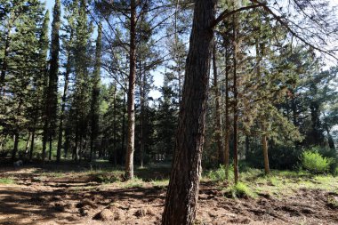 İsrail devletinin kuzeyinde yoğun bir orman. İsrail 'de Doğa ve Çevre. 