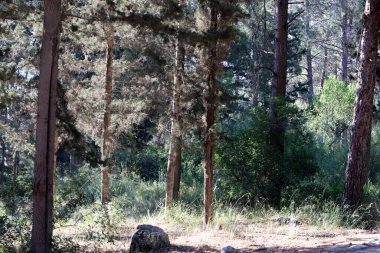 İsrail devletinin kuzeyinde yoğun bir orman. İsrail 'de Doğa ve Çevre. 