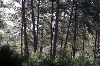 İsrail devletinin kuzeyinde yoğun bir orman. İsrail 'de Doğa ve Çevre. 