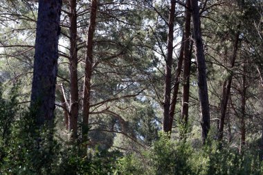 İsrail devletinin kuzeyinde yoğun bir orman. İsrail 'de Doğa ve Çevre. 