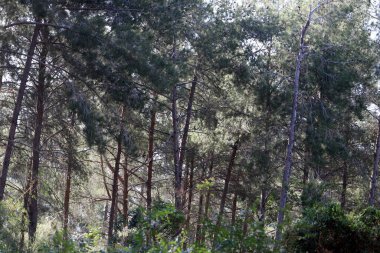 İsrail devletinin kuzeyinde yoğun bir orman. İsrail 'de Doğa ve Çevre. 