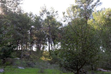 İsrail devletinin kuzeyinde yoğun bir orman. İsrail 'de Doğa ve Çevre. 