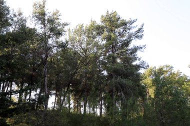 İsrail devletinin kuzeyinde yoğun bir orman. İsrail 'de Doğa ve Çevre. 