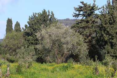 İsrail devletinin kuzeyinde yoğun bir orman. İsrail 'de Doğa ve Çevre. 