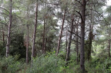 İsrail devletinin kuzeyinde yoğun bir orman. İsrail 'de Doğa ve Çevre. 
